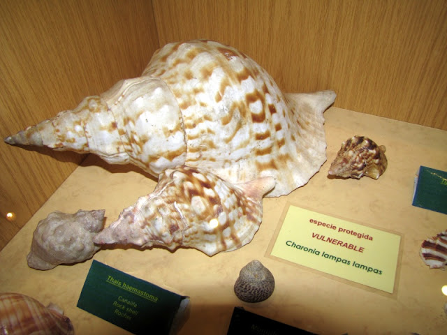 Bocina de mar